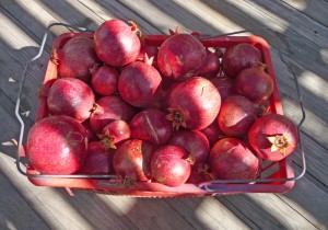 pomegranites